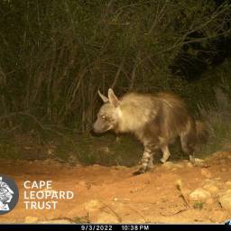 Brown hyena